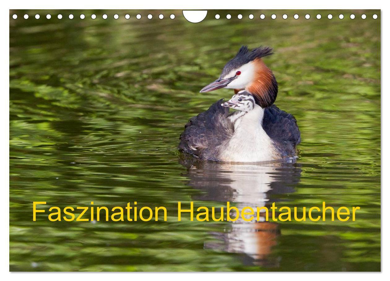Cover: 9783383257438 | Faszination Haubentaucher (Wandkalender 2024 DIN A4 quer), CALVENDO...