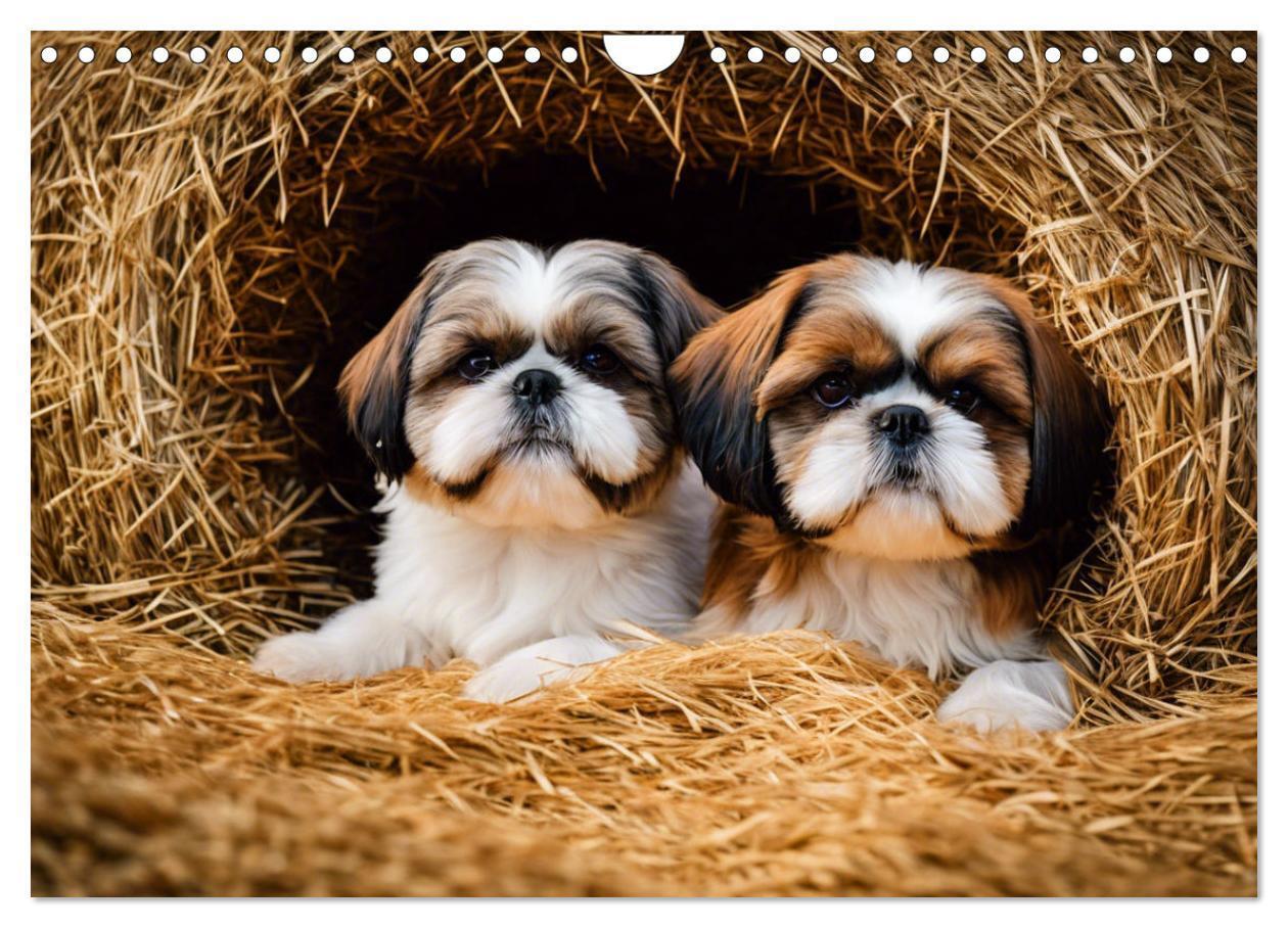 Bild: 9783435639564 | Shih Tzu - der wuschelige Hund aus Tibet (Wandkalender 2025 DIN A4...