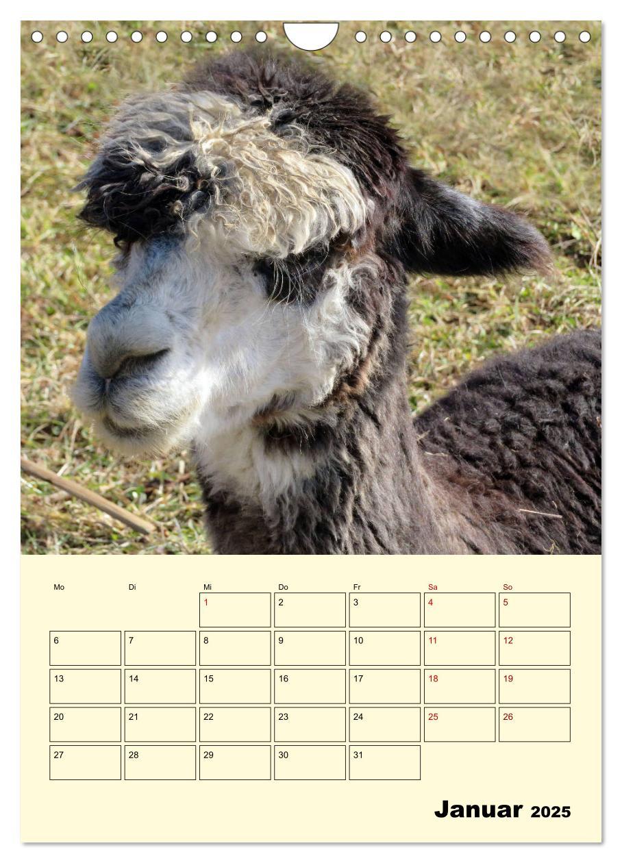 Bild: 9783435962839 | Alpakas erleben (Wandkalender 2025 DIN A4 hoch), CALVENDO...