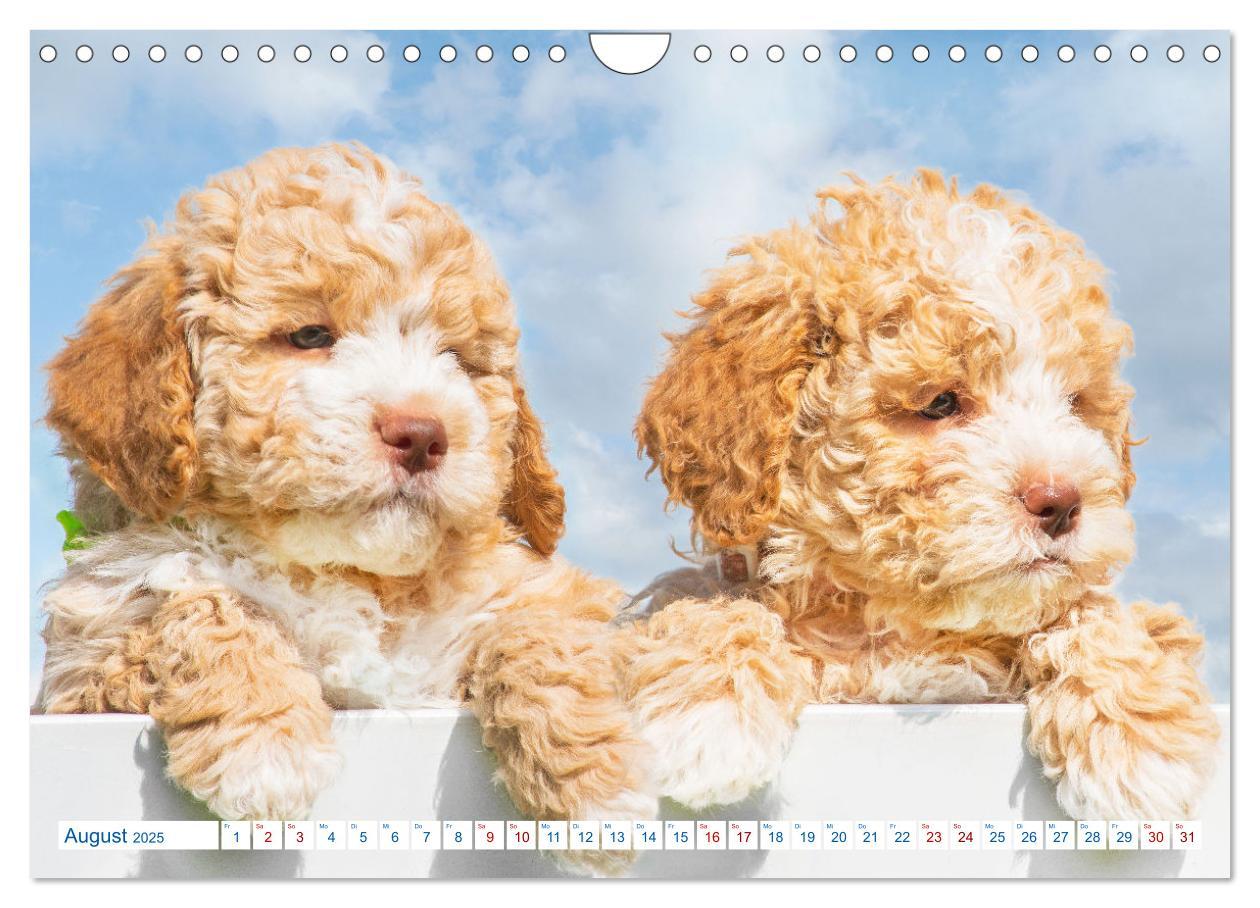 Bild: 9783435028580 | Lagotto Romagnolo - Bilder aus der Kinderstube (Wandkalender 2025...