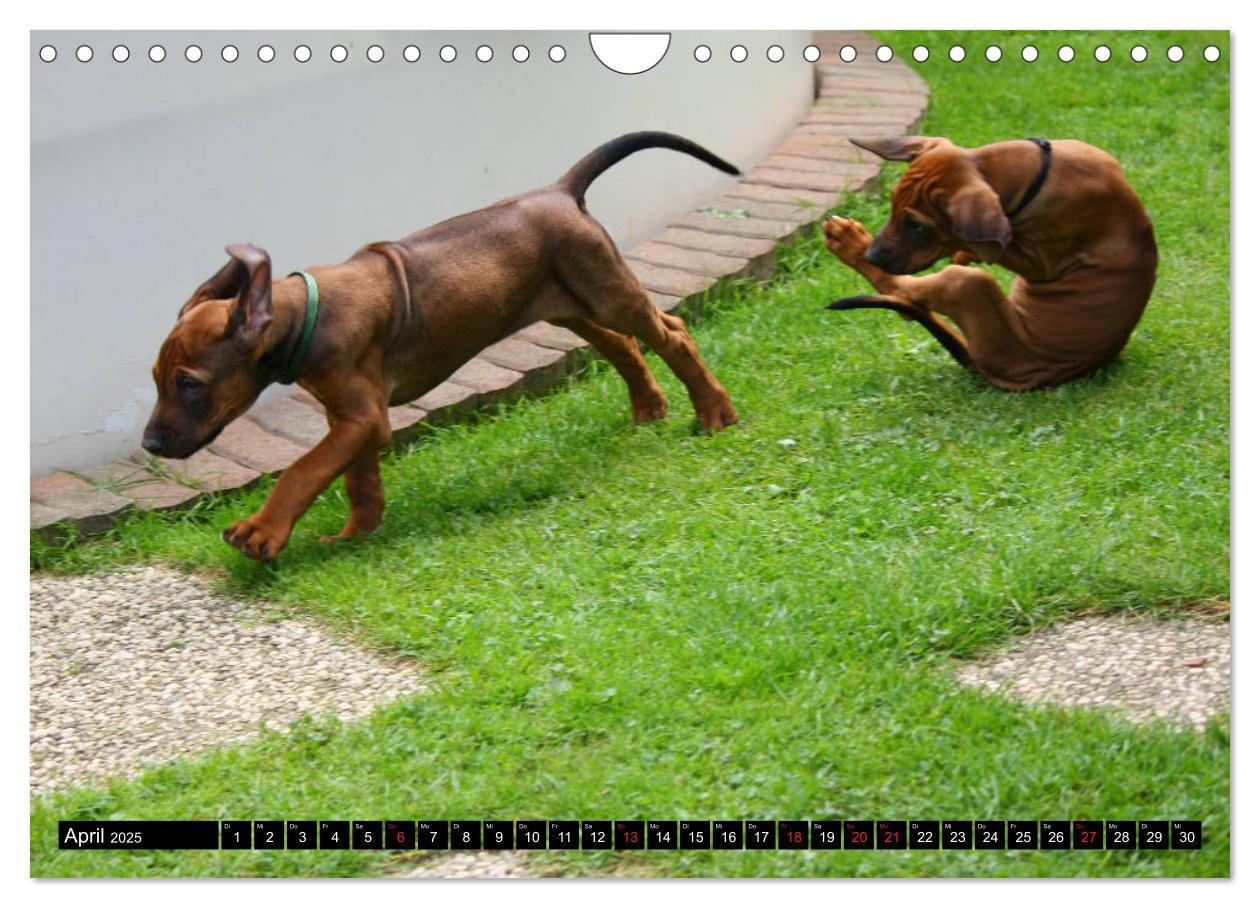 Bild: 9783435325160 | Rhodesian Ridgeback - Schnappschüsse - (Wandkalender 2025 DIN A4...