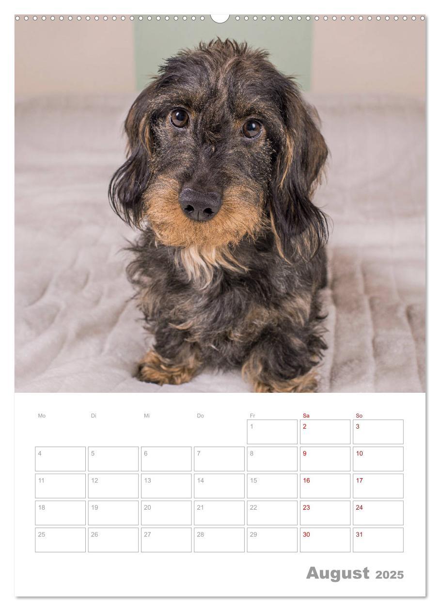 Bild: 9783435973354 | Dackelportraits (Wandkalender 2025 DIN A2 hoch), CALVENDO...