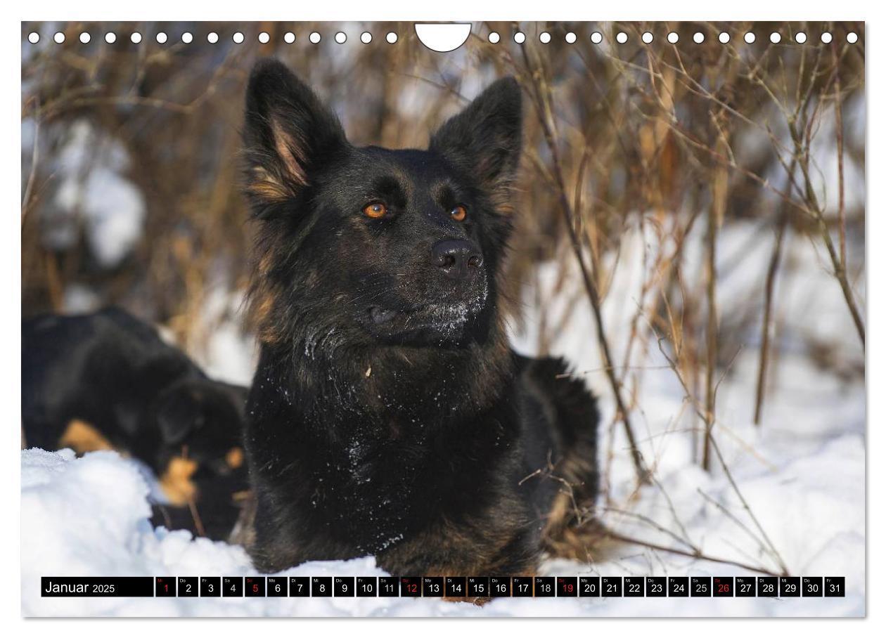 Bild: 9783435573011 | Altdeutsche Hütehunde - Fast vergessen (Wandkalender 2025 DIN A4...