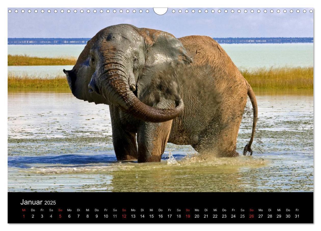 Bild: 9783435777280 | Namibias Tiere: von groß bis klein (Wandkalender 2025 DIN A3 quer),...