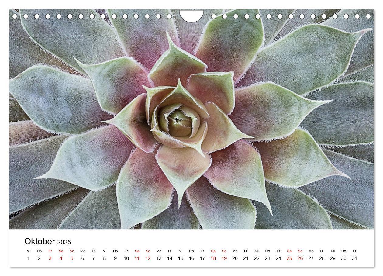 Bild: 9783435292066 | Sukkulenten Galerie (Wandkalender 2025 DIN A4 quer), CALVENDO...