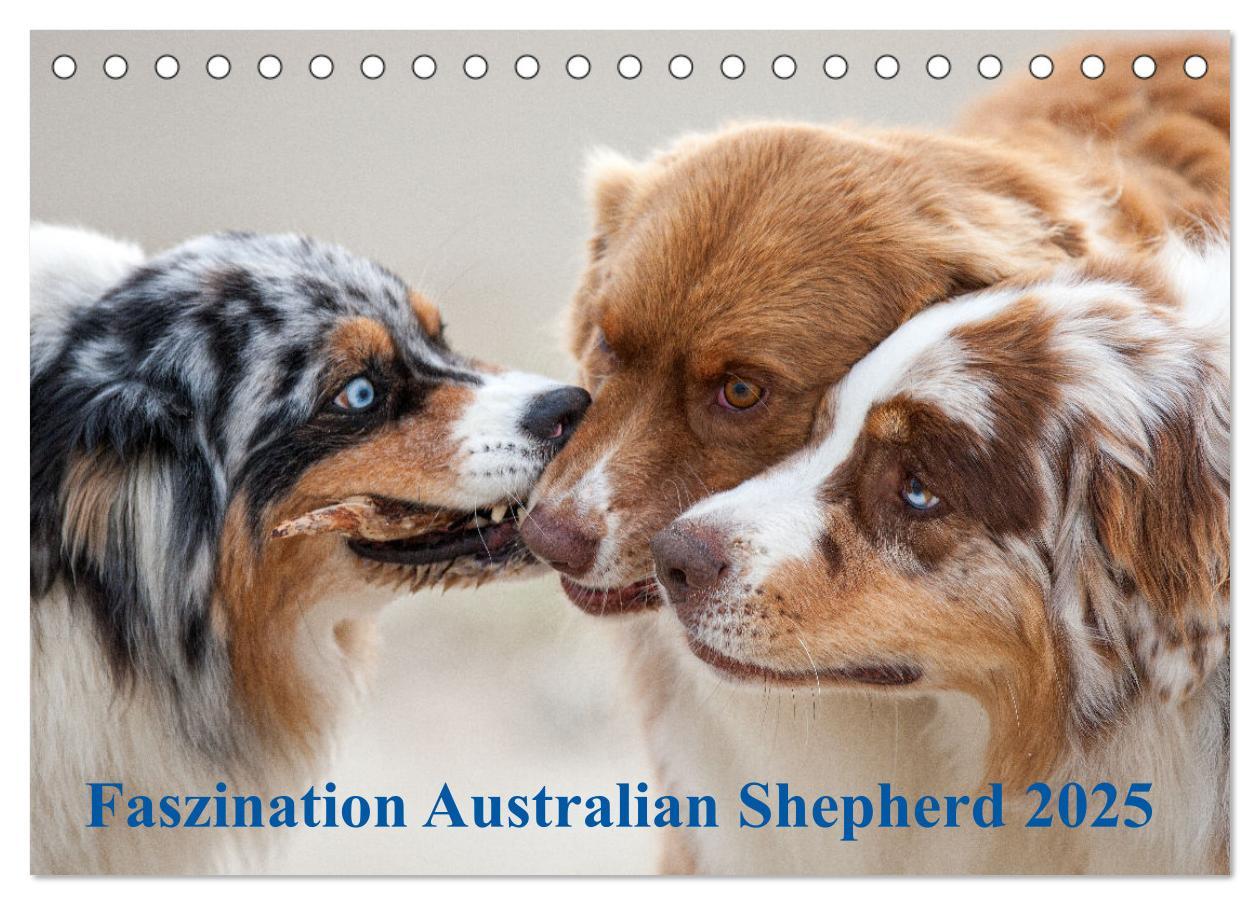 Cover: 9783435671762 | Australian Shepherd 2025 (Tischkalender 2025 DIN A5 quer), CALVENDO...