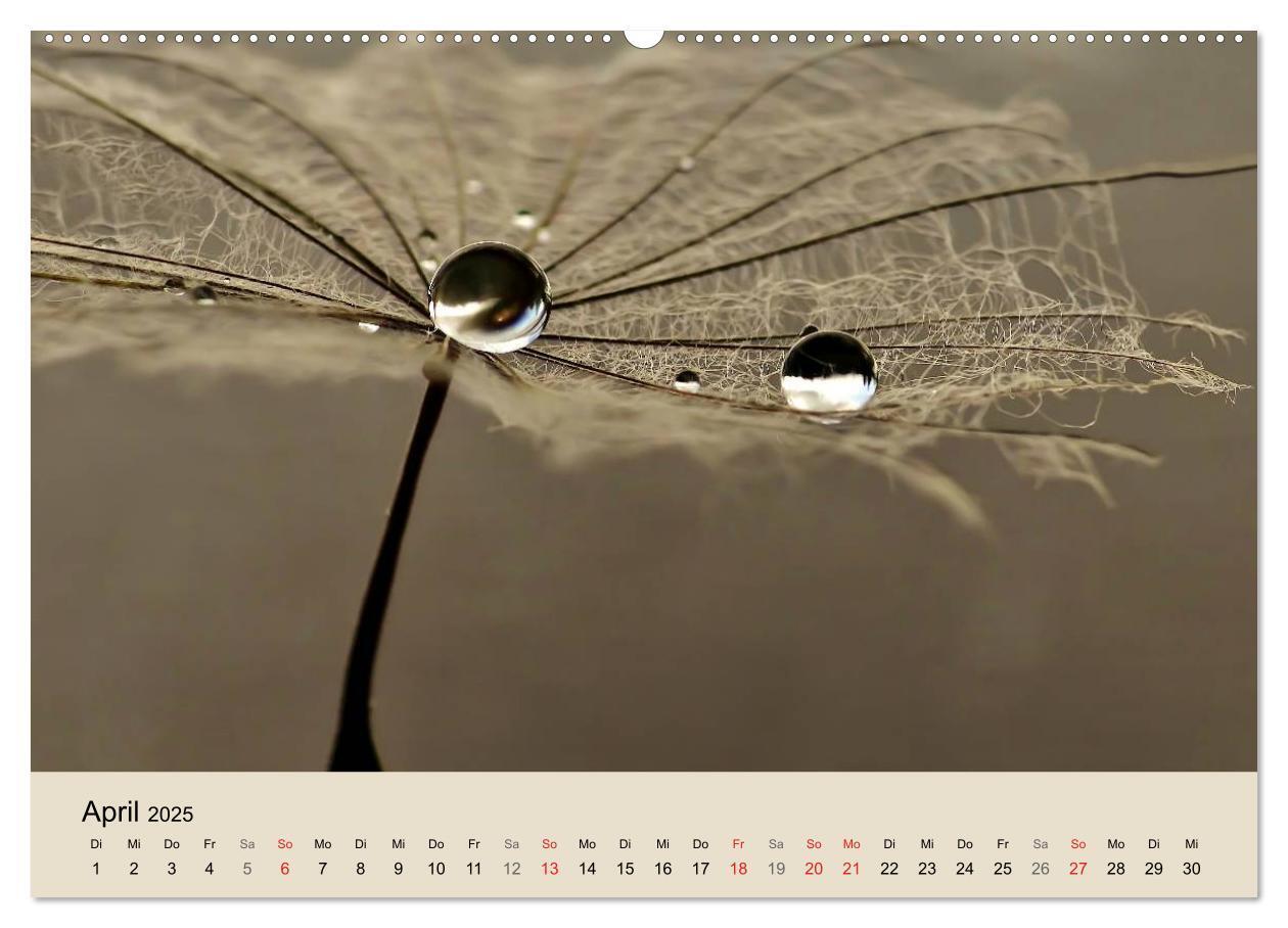 Bild: 9783435746316 | Naturjuwel Pusteblume (Wandkalender 2025 DIN A2 quer), CALVENDO...