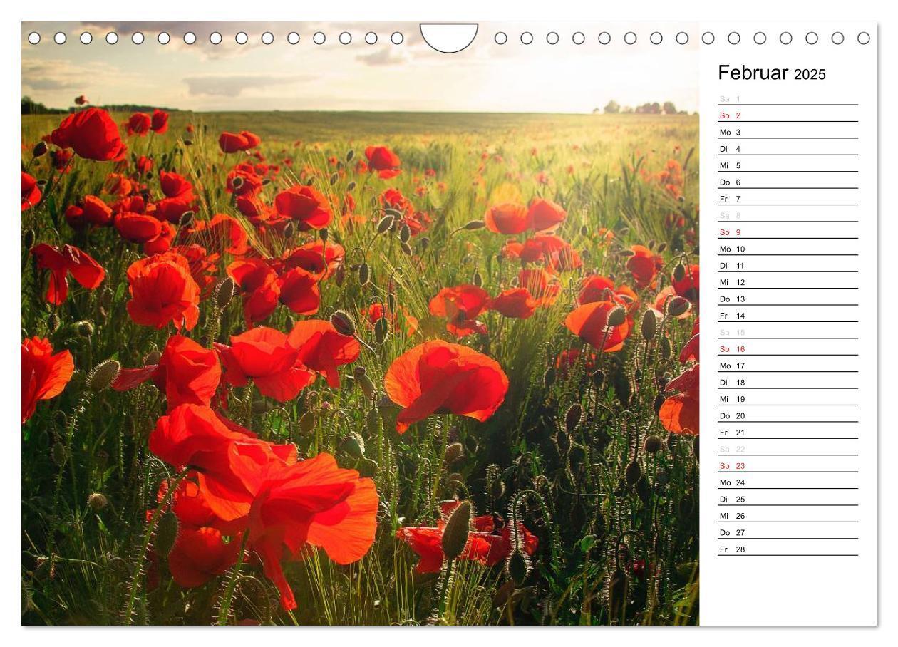 Bild: 9783435218646 | Ein Traum von Mohn (Wandkalender 2025 DIN A4 quer), CALVENDO...