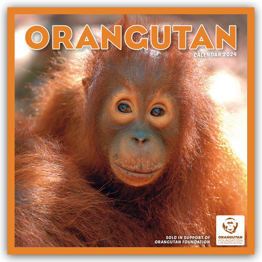 Cover: 9781529836622 | Orangutan - Orang-Utan 2024 | Carousel Calendar | Kalender | 14 S.