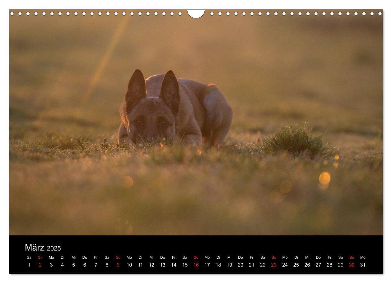 Bild: 9783435638697 | Belgische Schäferhunde - Der Malinois im Licht (Wandkalender 2025...