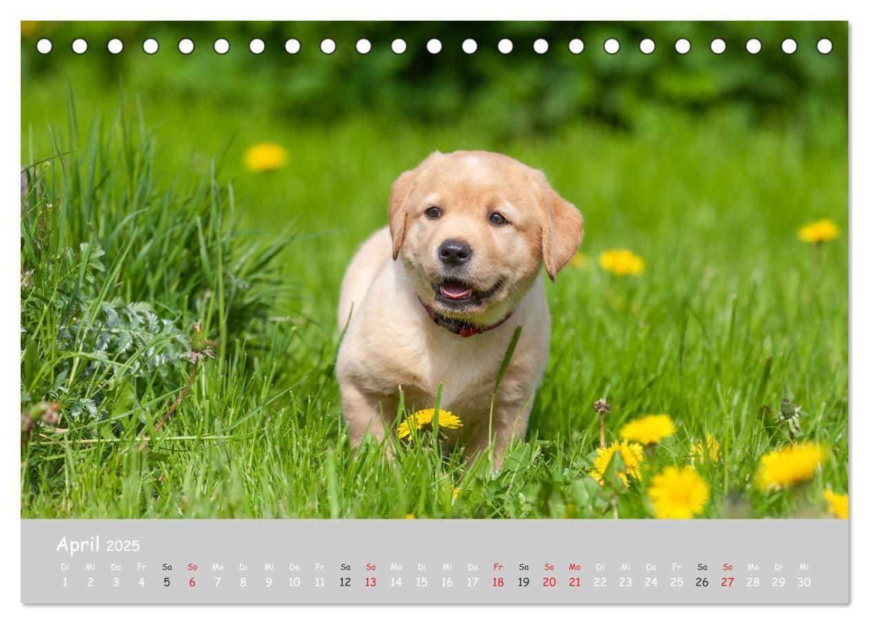 Bild: 9783435531158 | Liebenswerter Labrador 2025 (Tischkalender 2025 DIN A5 quer),...