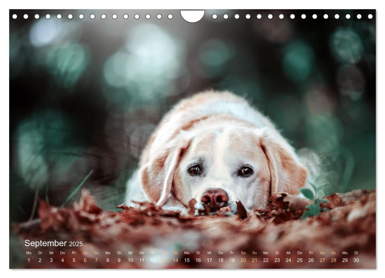 Bild: 9783435018796 | Verzauberung Labrador Retriever 2025 (Wandkalender 2025 DIN A4...