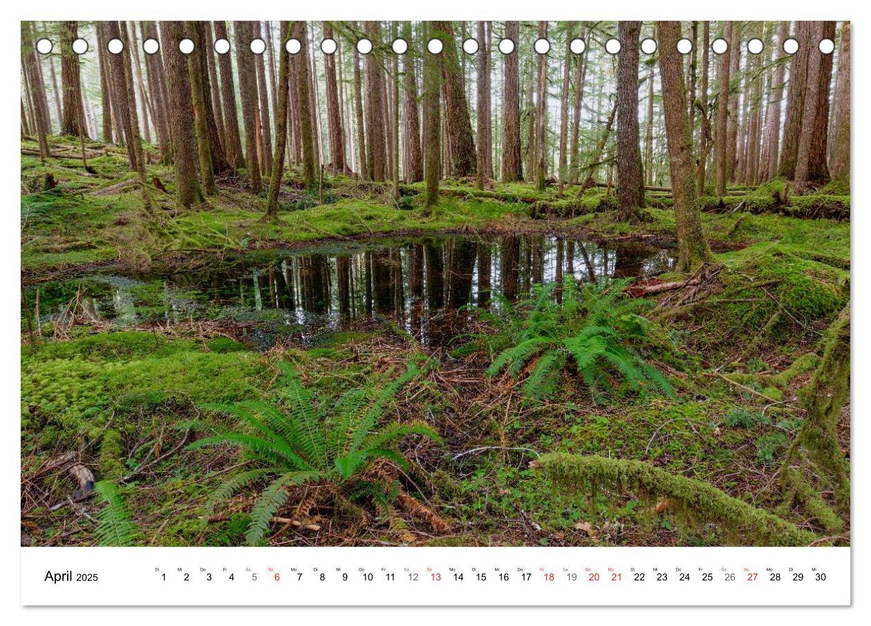 Bild: 9783435605187 | The Olympic National Park - Washington USA (Tischkalender 2025 DIN...