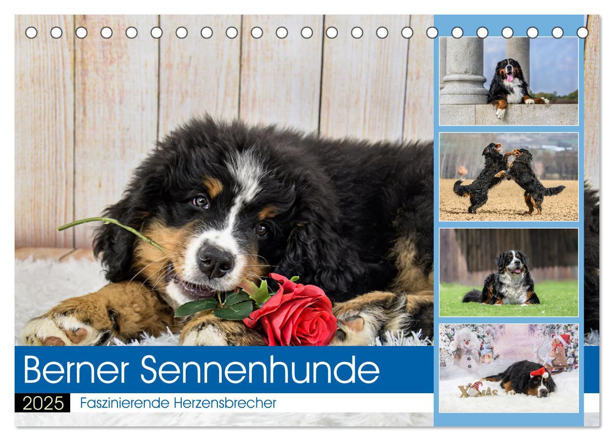 Cover: 9783457182666 | Berner Sennenhunde - Faszinierende Herzensbrecher (Tischkalender...