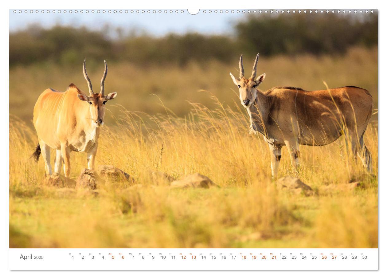 Bild: 9783435291458 | Safari Kenia (Wandkalender 2025 DIN A2 quer), CALVENDO Monatskalender