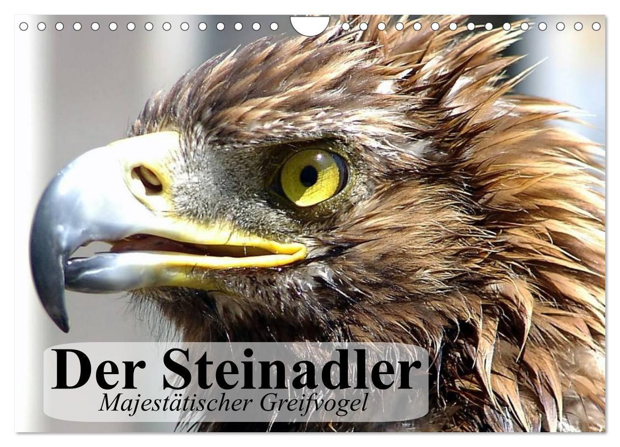 Cover: 9783383300097 | Der Steinadler. Majestätischer Greifvogel (Wandkalender 2024 DIN A4...