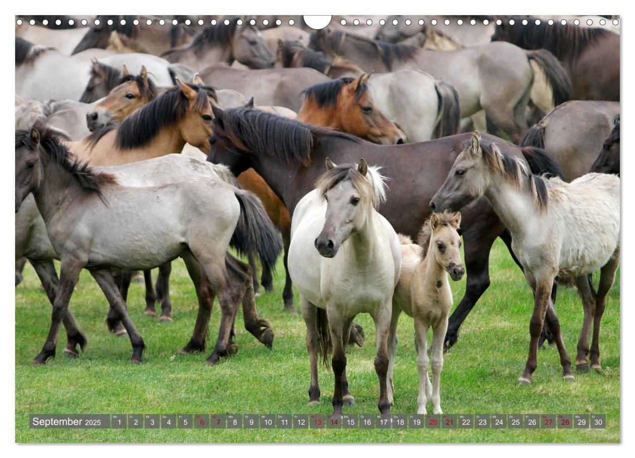 Bild: 9783435411573 | Dülmener Wildpferde - Wildpferde im Meerfelder Bruch (Wandkalender...