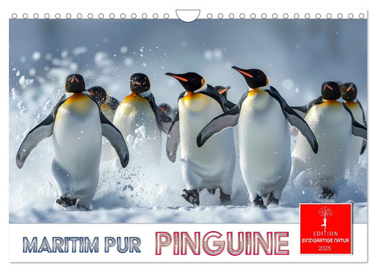 Cover: 9783457164389 | Maritim pur - Pinguine (Wandkalender 2025 DIN A4 quer), CALVENDO...