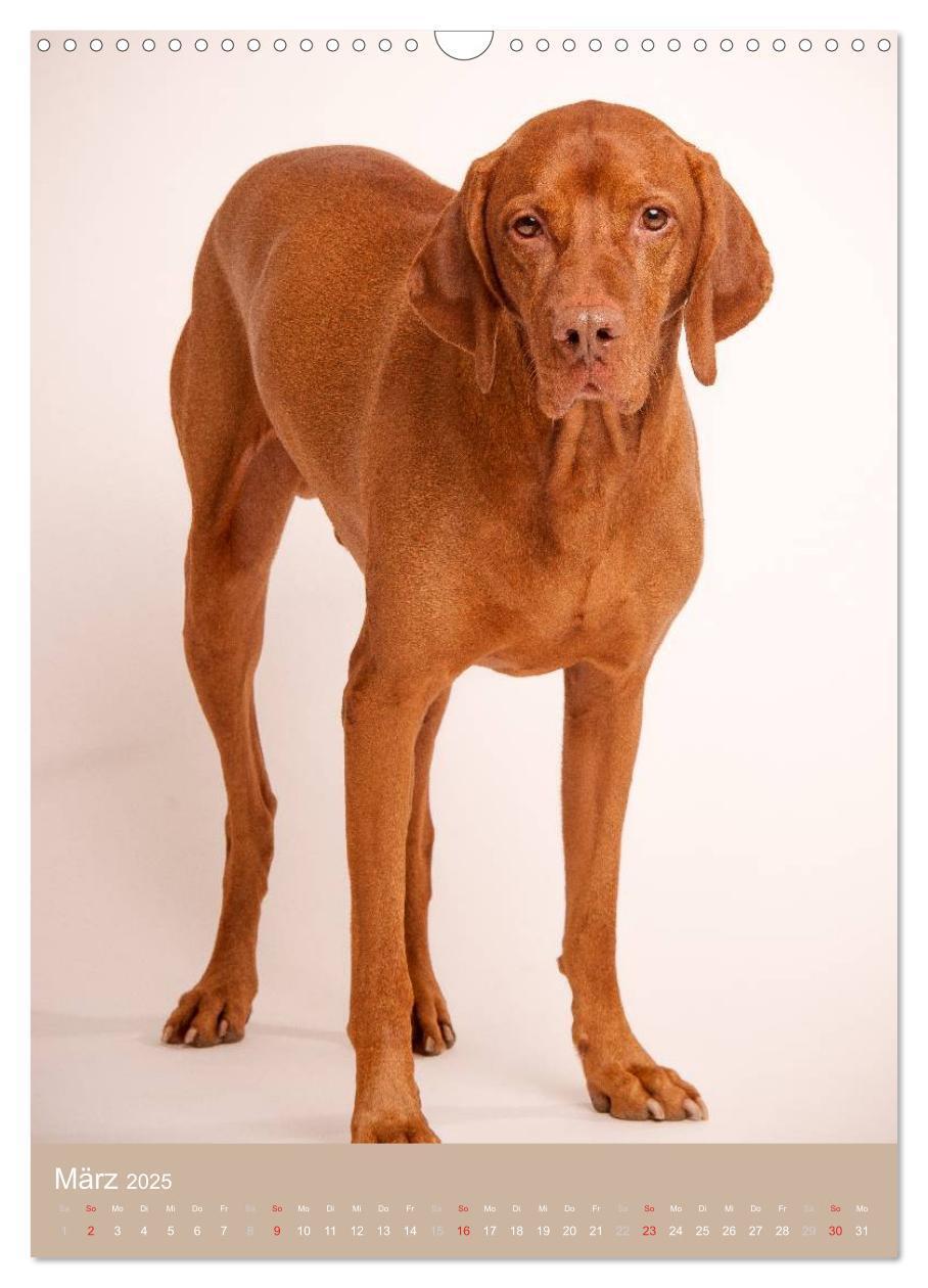 Bild: 9783457015742 | Magyar Vizsla im Portrait (Wandkalender 2025 DIN A3 hoch), CALVENDO...