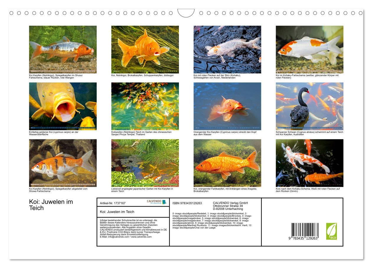 Bild: 9783435129263 | Koi: Juwelen im Teich (Wandkalender 2025 DIN A3 quer), CALVENDO...