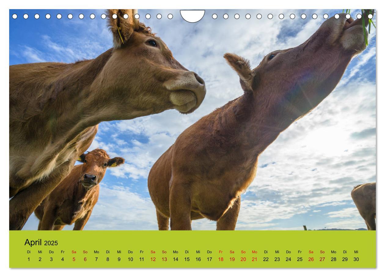 Bild: 9783435391912 | Kuhckst du? (Wandkalender 2025 DIN A4 quer), CALVENDO Monatskalender