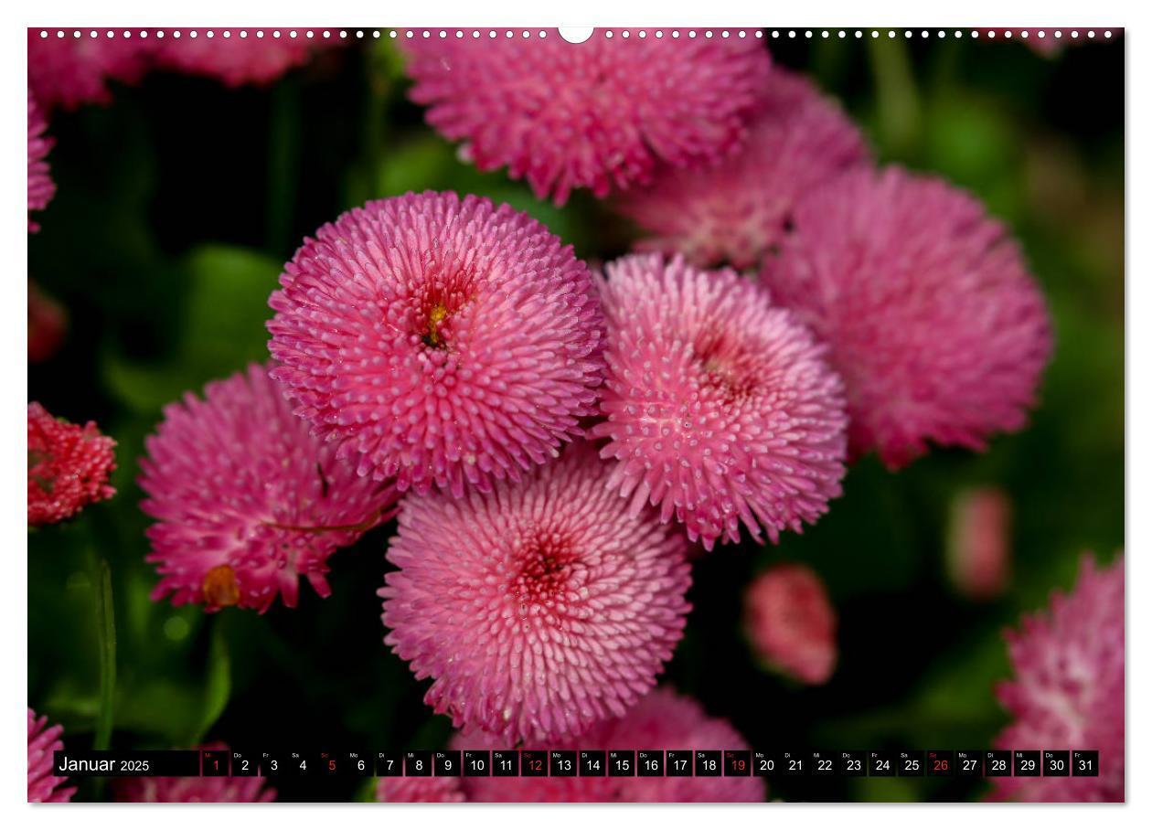 Bild: 9783435226412 | Kleine Blumen ganz groß (hochwertiger Premium Wandkalender 2025 DIN...