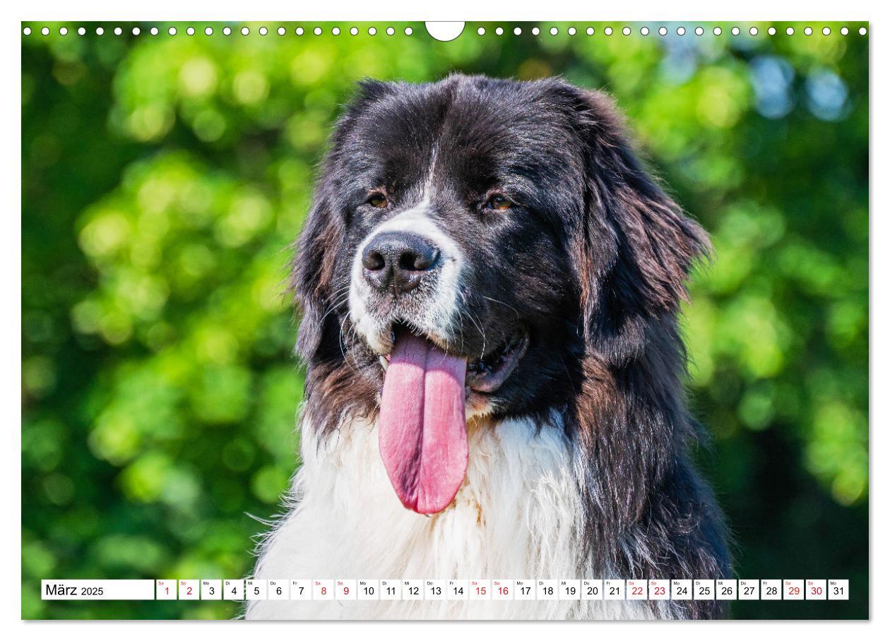 Bild: 9783383893865 | Traumhund Landseer (Wandkalender 2025 DIN A3 quer), CALVENDO...