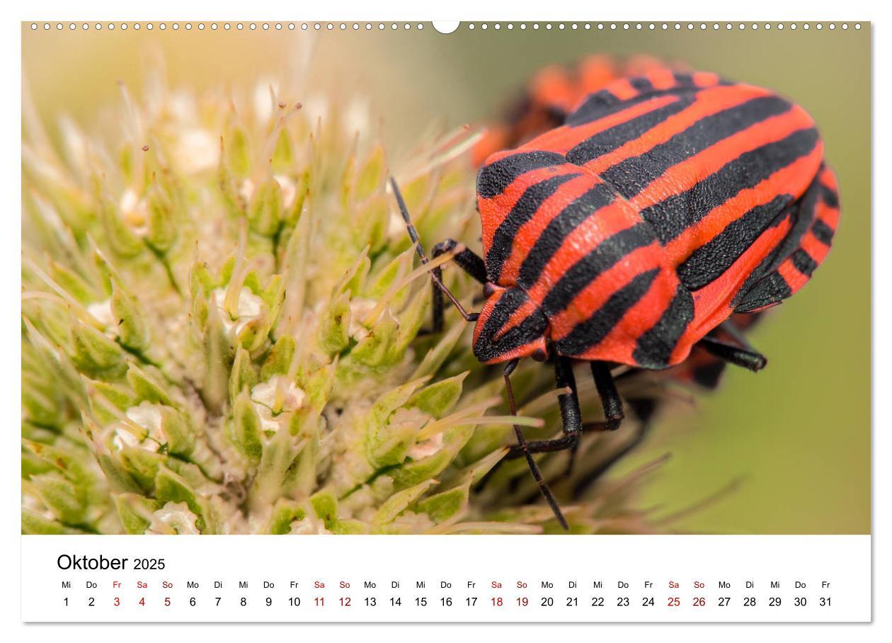 Bild: 9783435163885 | Oberbayerischer Insekten Kalender (hochwertiger Premium...