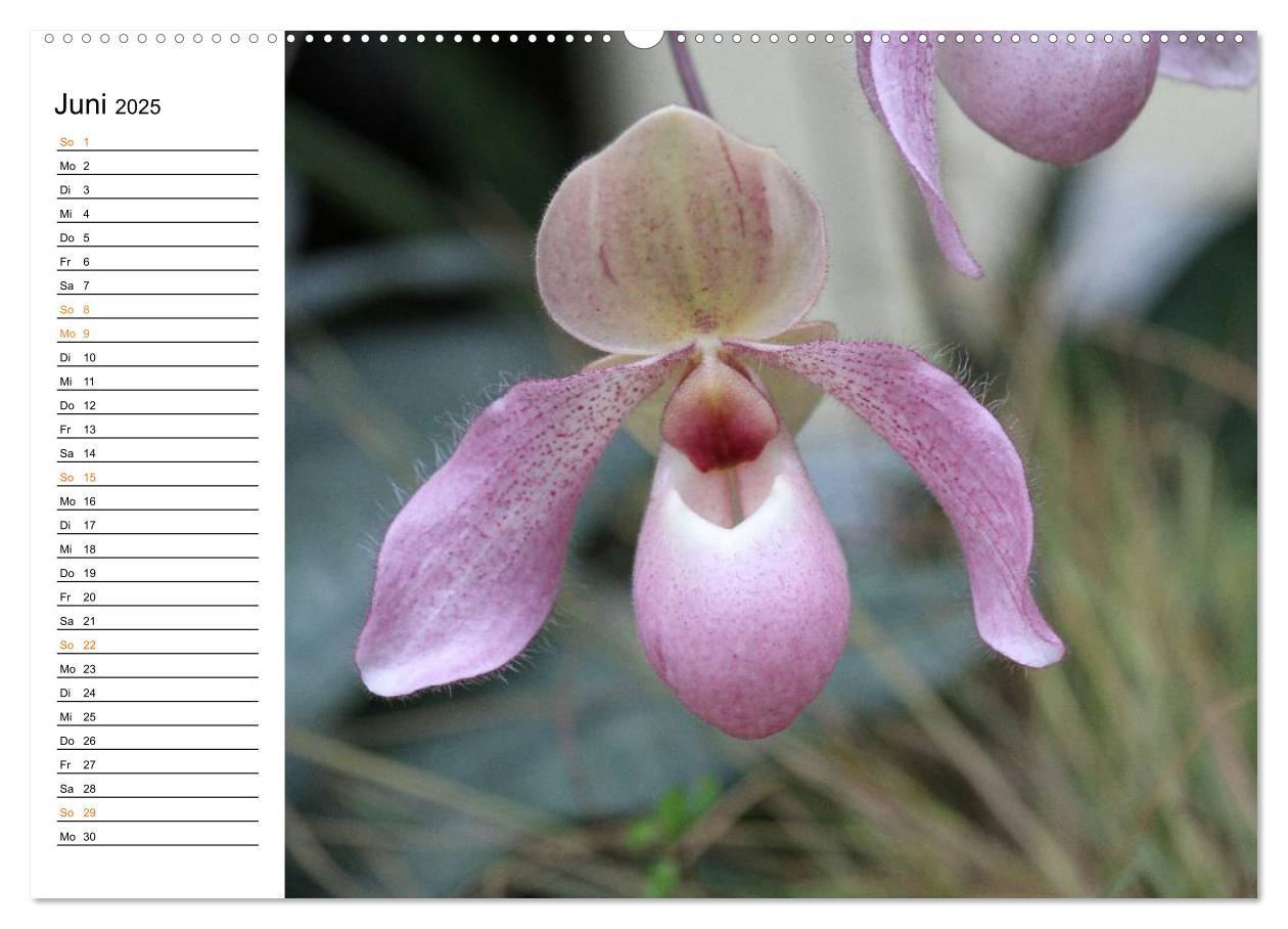 Bild: 9783435532391 | Prachtvolle Orchideen (Wandkalender 2025 DIN A2 quer), CALVENDO...