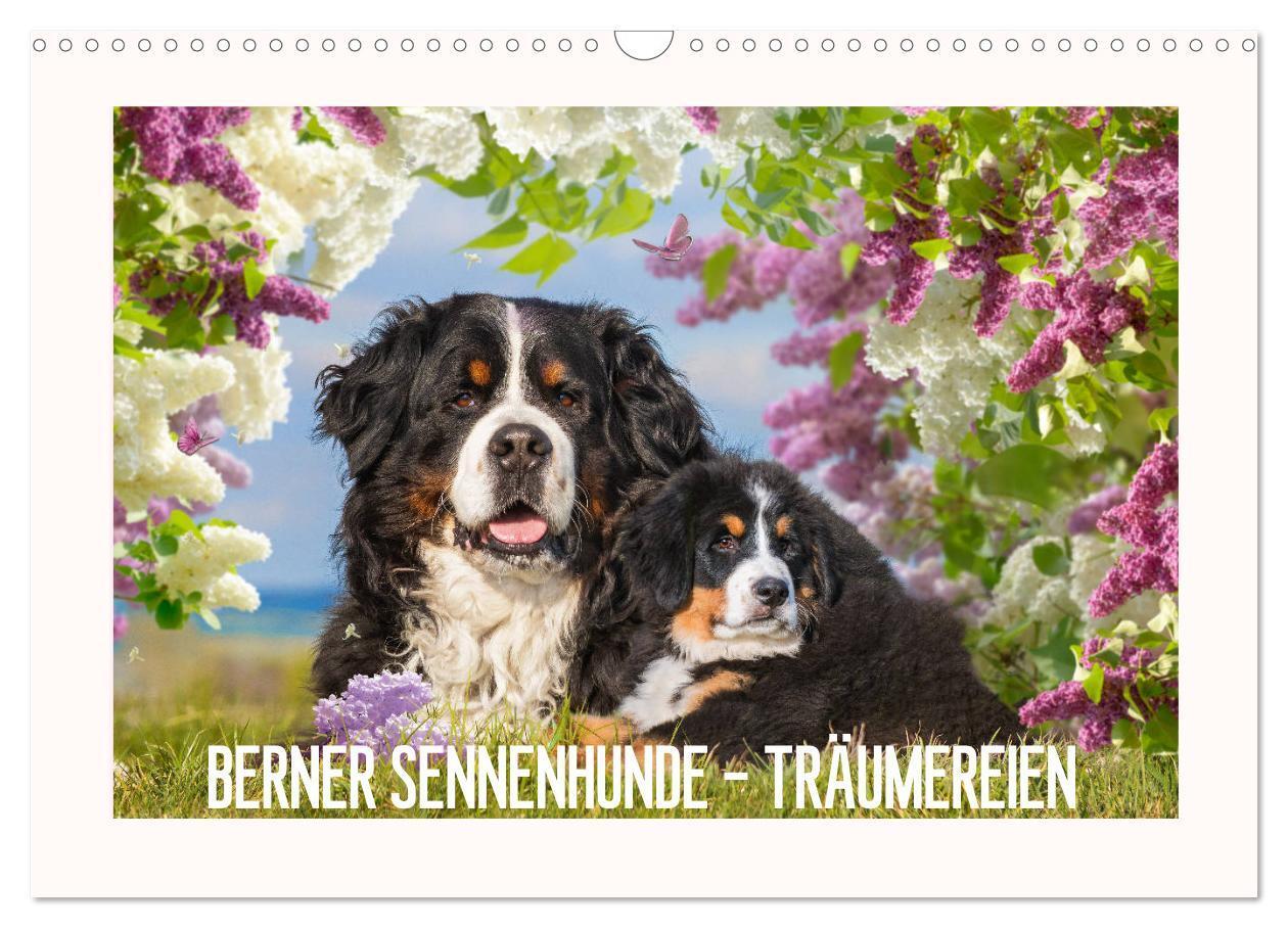 Cover: 9783675558557 | Berner Sennenhunde - Träumereien (Wandkalender 2024 DIN A3 quer),...