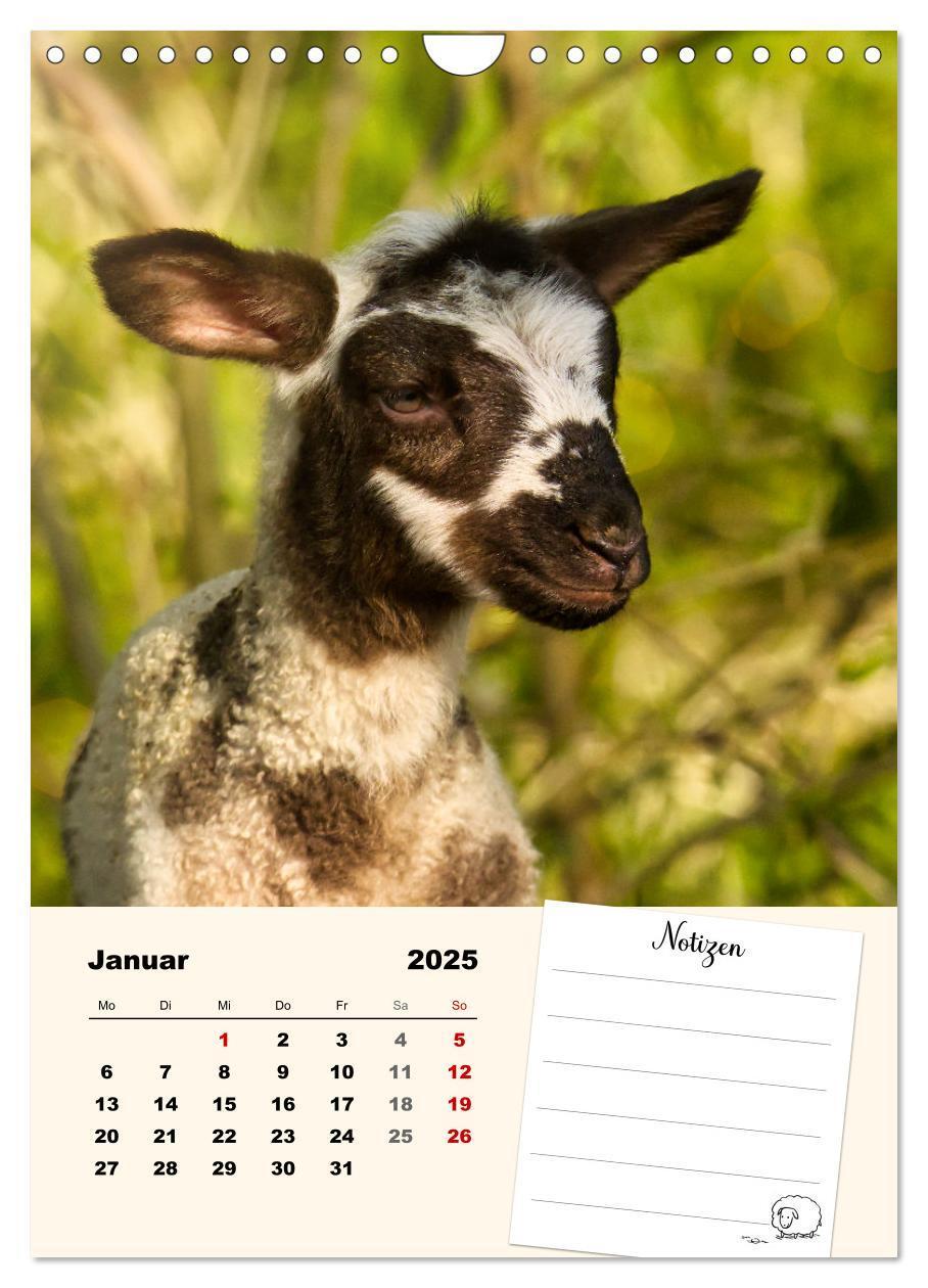 Bild: 9783435844517 | Lämmerglück (Wandkalender 2025 DIN A4 hoch), CALVENDO Monatskalender