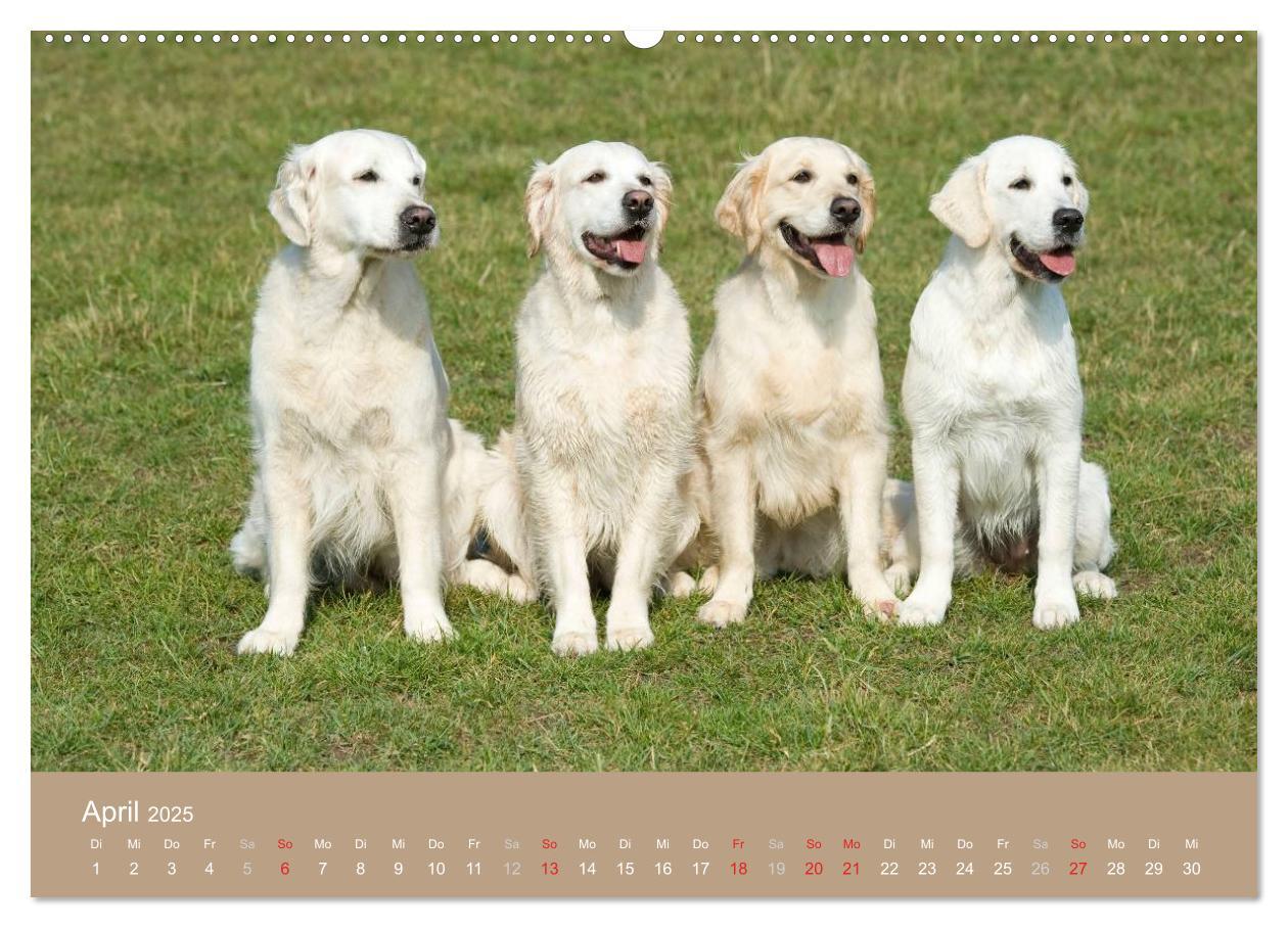 Bild: 9783435743551 | Golden Retriever (Wandkalender 2025 DIN A2 quer), CALVENDO...