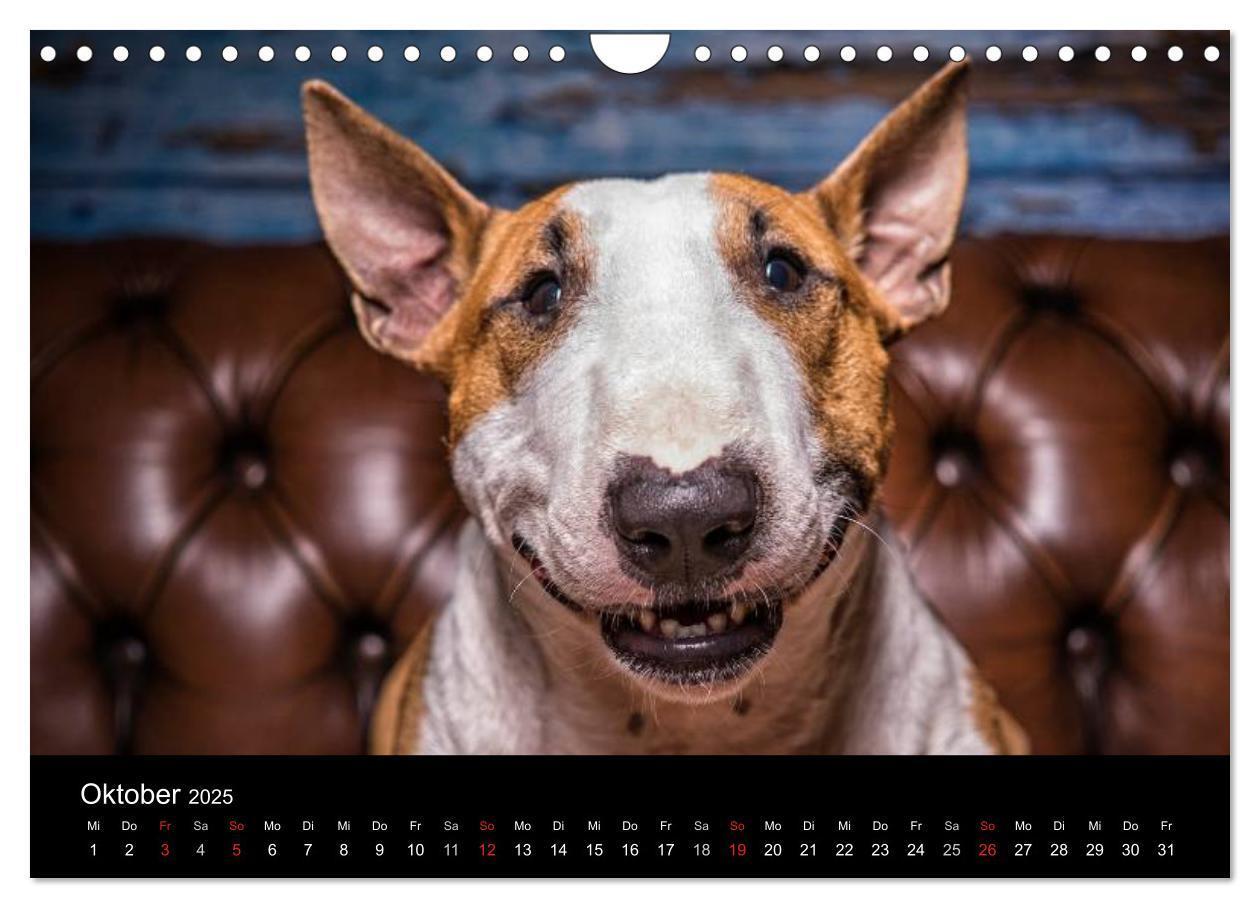 Bild: 9783435566716 | Bullterrier (Wandkalender 2025 DIN A4 quer), CALVENDO Monatskalender