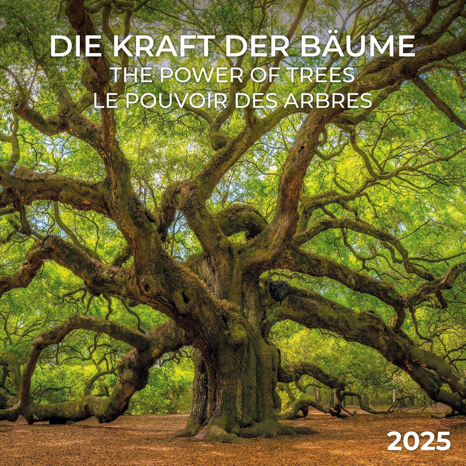 Cover: 9783959294690 | Die Kraft der Bäume 2025 | Kalender 2025 | Kalender | Artwork Edition