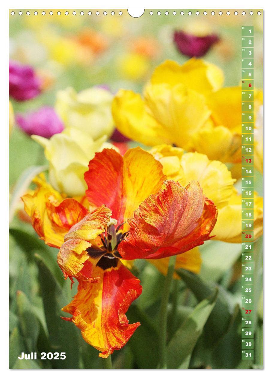 Bild: 9783435966134 | Bunte Tulpenpracht (Wandkalender 2025 DIN A3 hoch), CALVENDO...