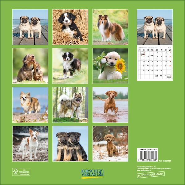 Bild: 9783731876366 | Dogs 2025 | Verlag Korsch | Kalender | 13 S. | Deutsch | 2025