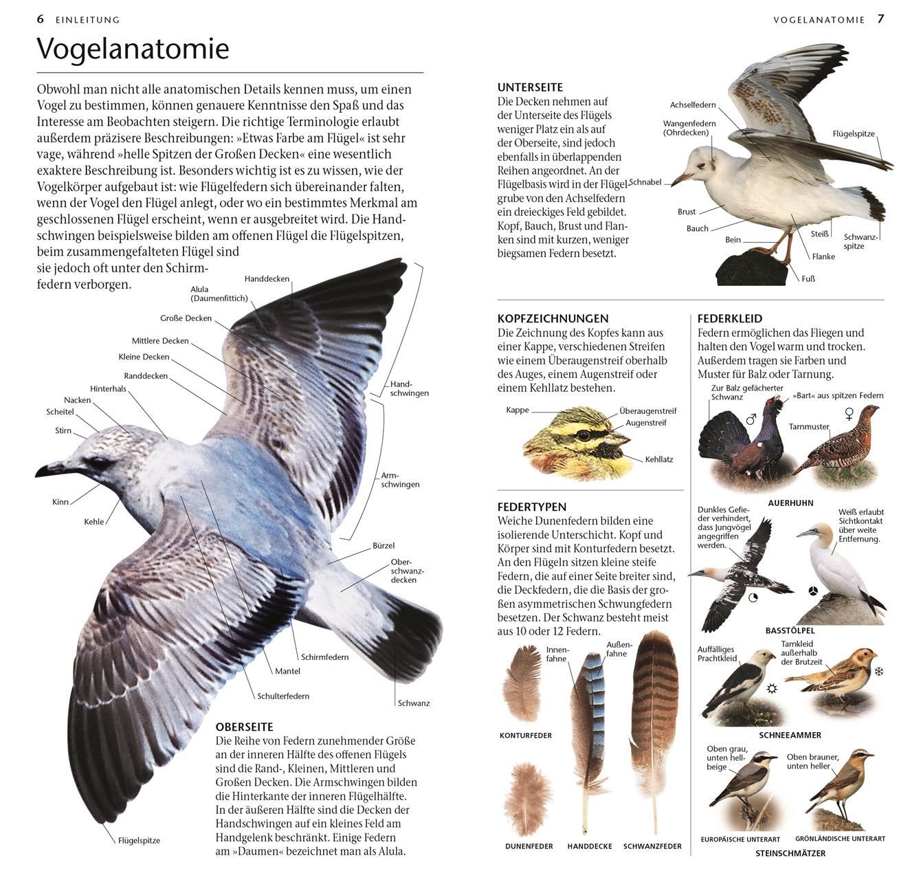 Bild: 9783831045808 | Vögel | 300 Arten entdecken &amp; bestimmen. Mit Vogelstimmen-Download