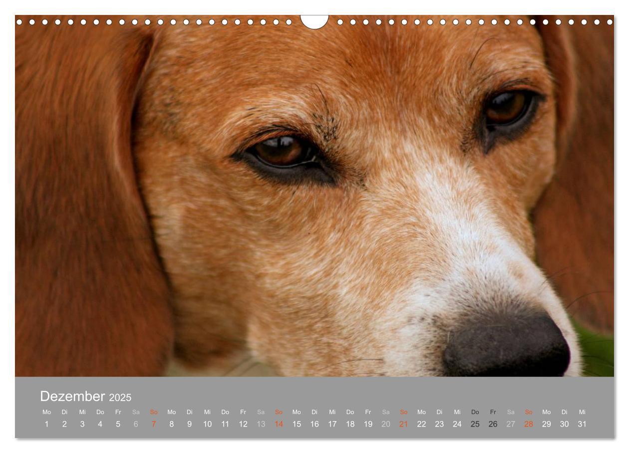 Bild: 9783435643622 | Graue Schnuten - Hunde in den besten Jahren (Wandkalender 2025 DIN...