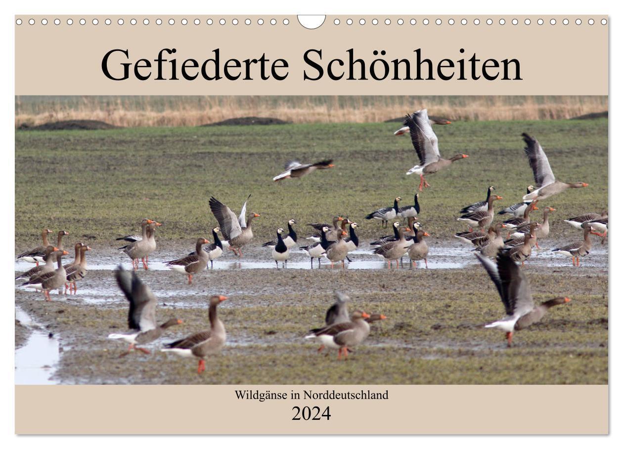 Cover: 9783383166648 | Gefiederte Schönheiten - Wildgänse in Norddeutschland (Wandkalender...