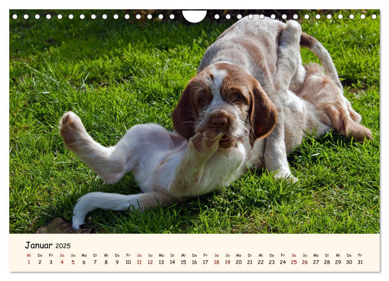 Bild: 9783435054275 | Spinone Italiano Welpen - Kleine Clowns (Wandkalender 2025 DIN A4...