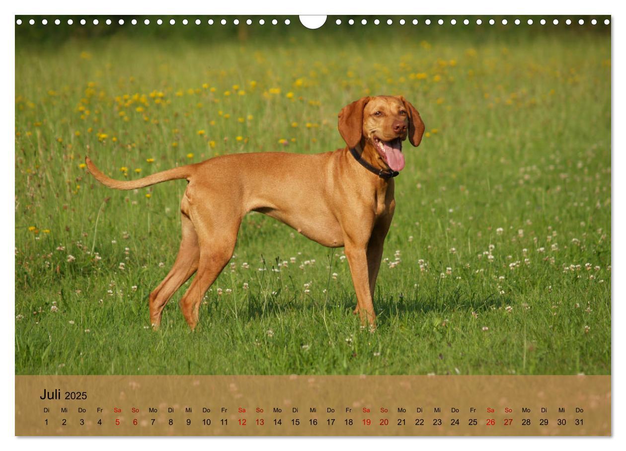 Bild: 9783435307432 | Magyar Vizsla - Ungarischer Vorstehhund (Wandkalender 2025 DIN A3...