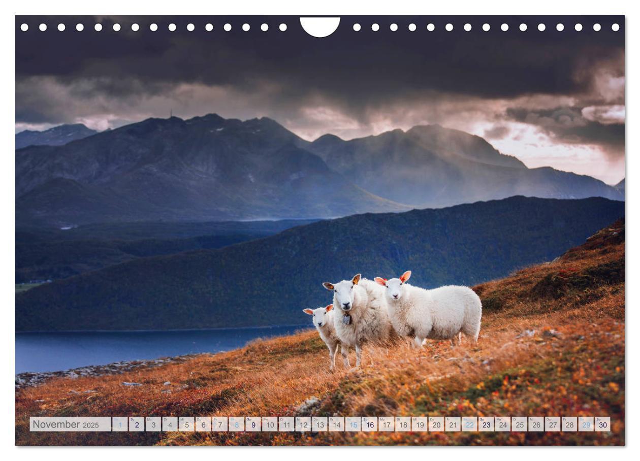 Bild: 9783435185337 | Schafe - Raues Wetter, weiche Wolle (Wandkalender 2025 DIN A4...