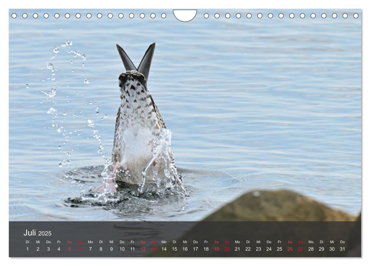 Bild: 9783383926334 | Strand und Küste - Möwen (Wandkalender 2025 DIN A4 quer), CALVENDO...