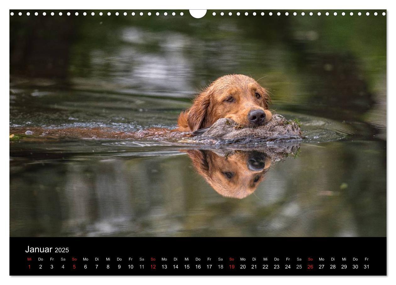 Bild: 9783435640317 | Jagdhunde bei der Arbeit (Wandkalender 2025 DIN A3 quer), CALVENDO...