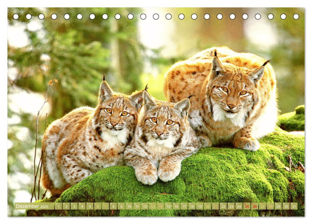 Bild: 9783457183793 | Wald-Kindergarten: Tierkinder im Wald (Tischkalender 2025 DIN A5...