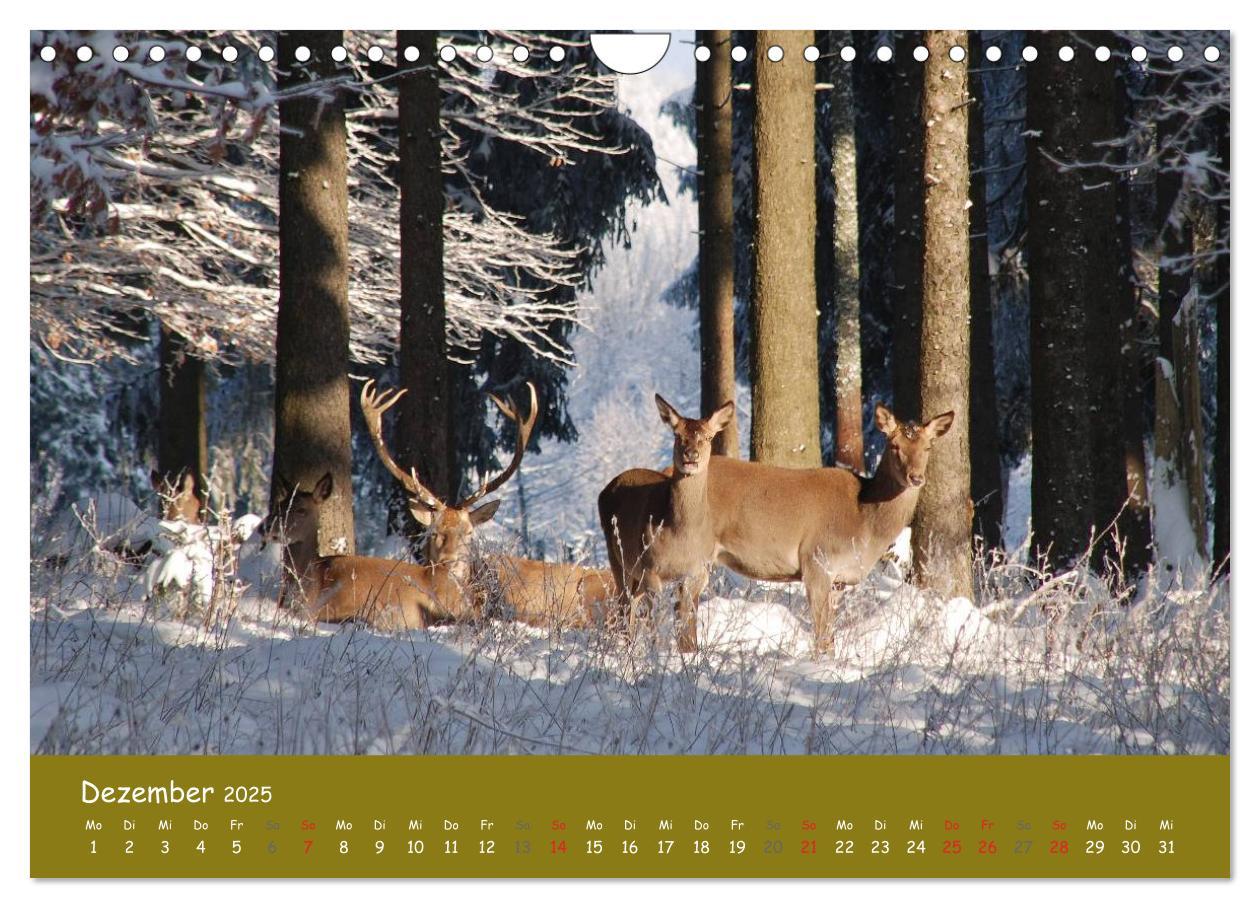 Bild: 9783435635030 | Begegnungen. DER HIRSCH (Wandkalender 2025 DIN A4 quer), CALVENDO...