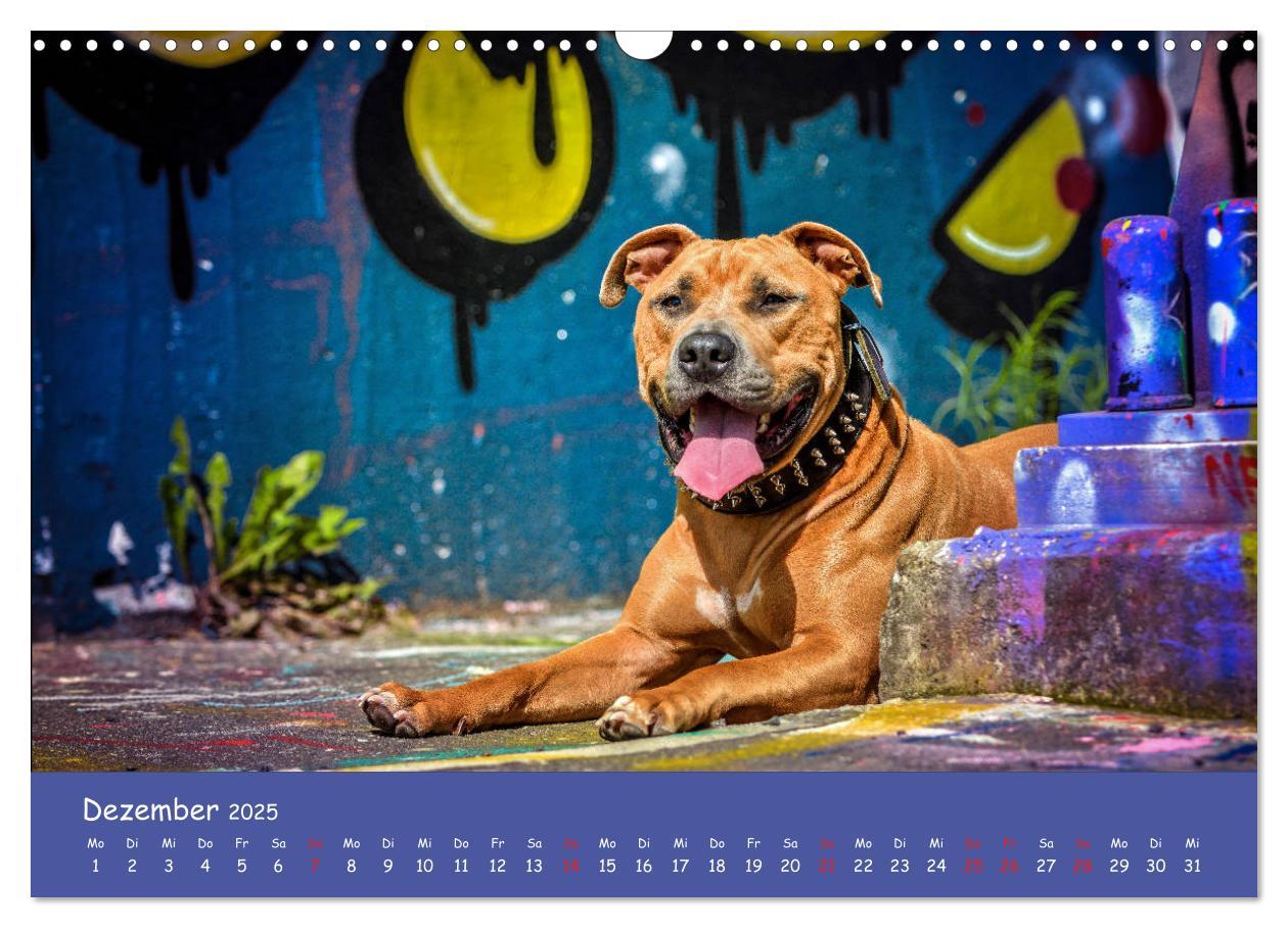 Bild: 9783435314157 | Hunde und Graffiti (Wandkalender 2025 DIN A3 quer), CALVENDO...