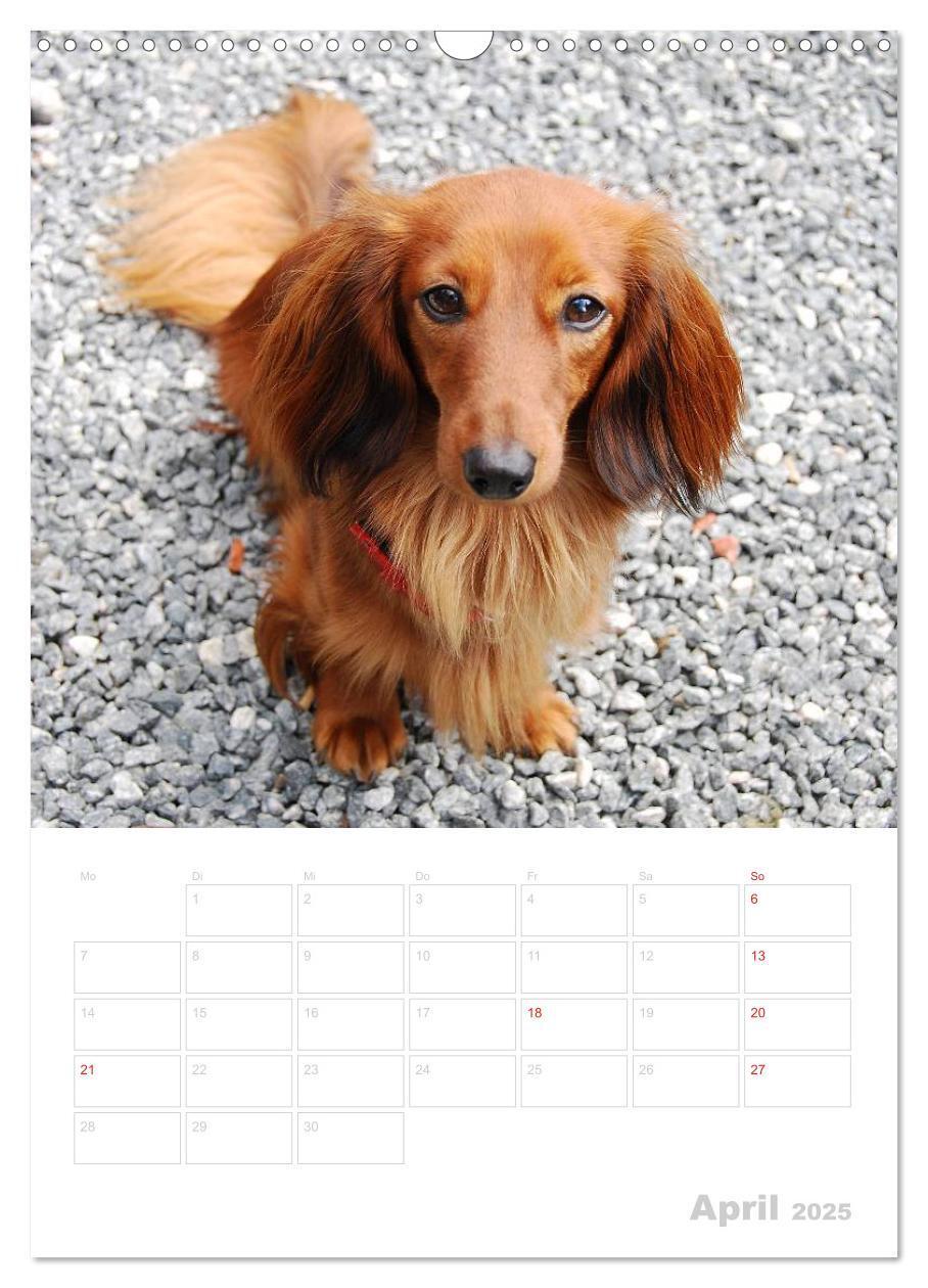 Bild: 9783457014097 | Der Dackel - mein kleiner Freund (Wandkalender 2025 DIN A3 hoch),...