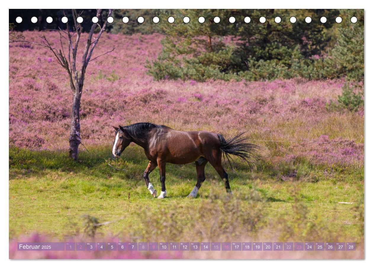 Bild: 9783383831355 | Im Blütenrausch der Lüneburger Heide (Tischkalender 2025 DIN A5...