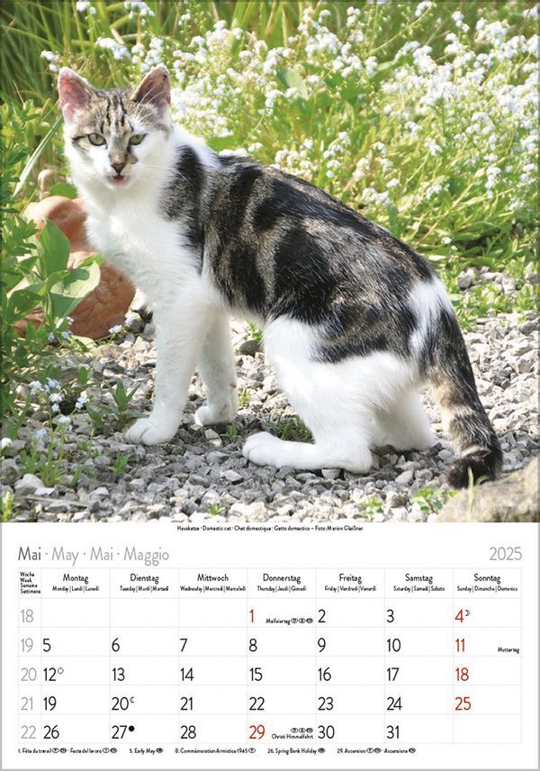 Bild: 9783731876168 | Katzen 2025 | Korsch Verlag | Kalender | Spiralbindung | 13 S. | 2025